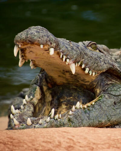 Crocodile Creek